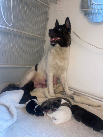 Akita pups