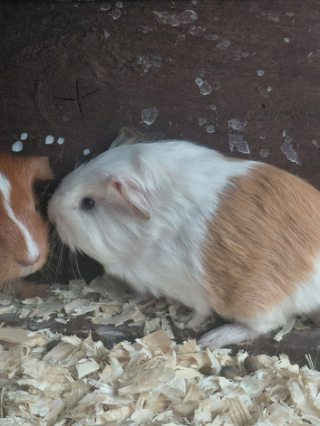 Female guinea pigs