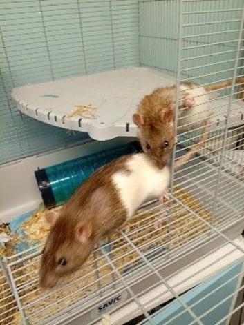2 male rats