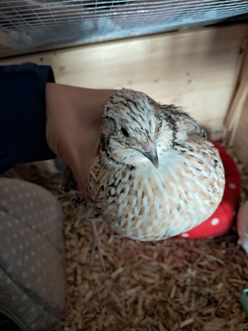 Assorted Quail lovely Colours 7 available