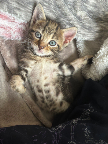2 Bengal Girl Kittens