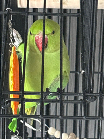 Parakeet