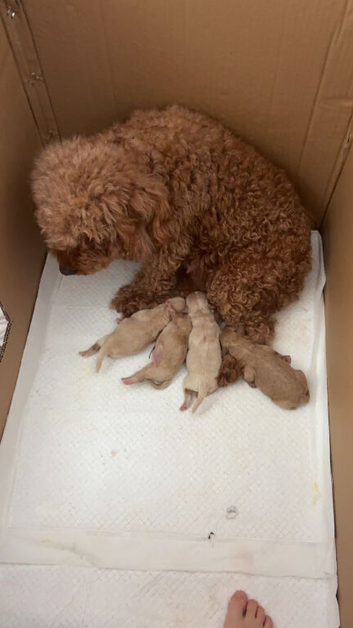 Beautiful litter of Maltipoos