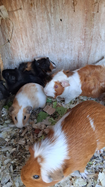 CUTE AND CUDDLY BABY GUINEA PIGS
