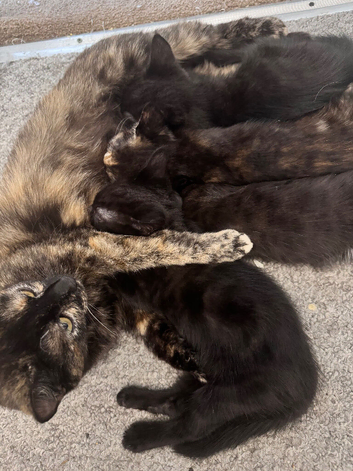 2 Girl Kittens- REDUCED TO &pound;40
