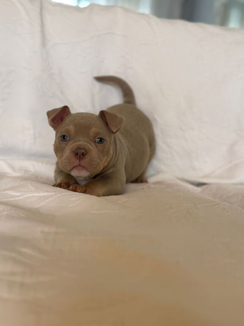 Stunning Puppies Ready for Their New Home ️