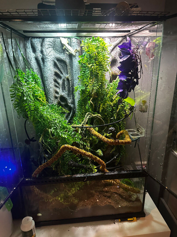 3 crested geckos in large Exo terra