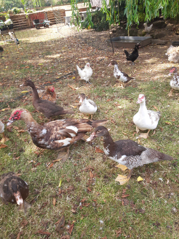Muscovy ducks breeding pair