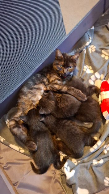 4 male kittens for sale