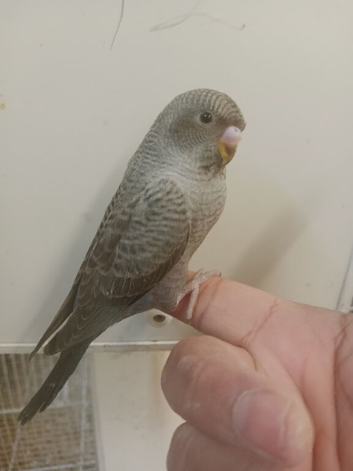Rare black face blackwing violet budgie for sale
