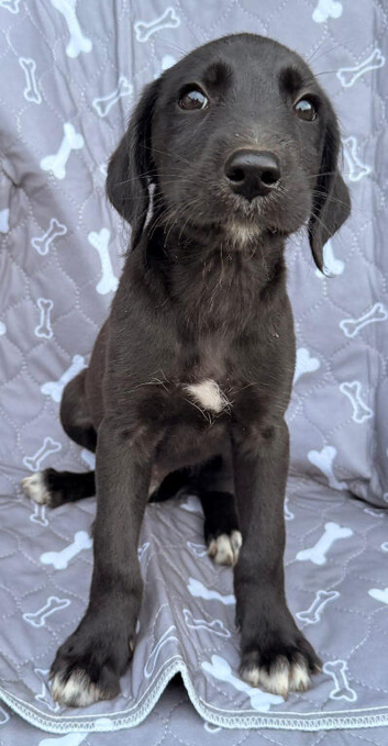 Labrador and Lurcher puppies