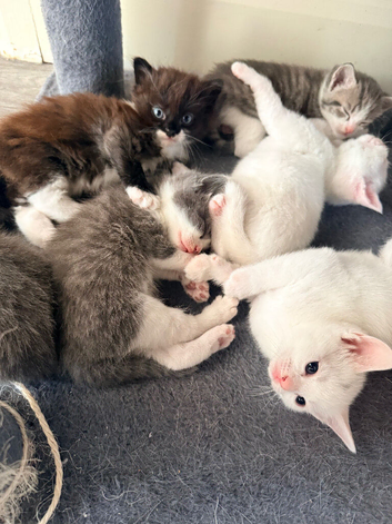 7 kittens 4 girls 3 boys 5 weeks old
