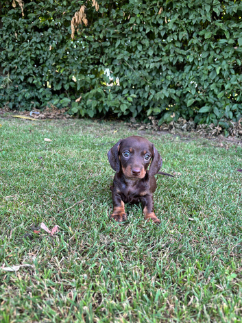 Beautiful KC smooth mini dachshund puppies