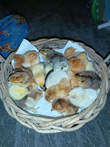 CHICKS FOR SALE