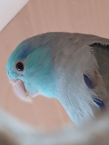 Pair of parrotlets