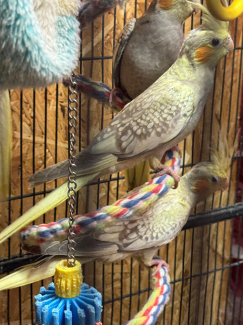 Young Cockatiels