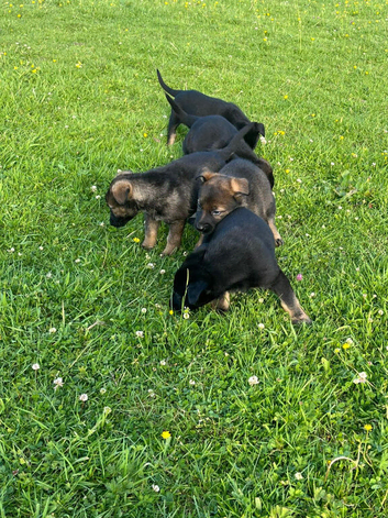 Beautiful mixed litter German shepherds