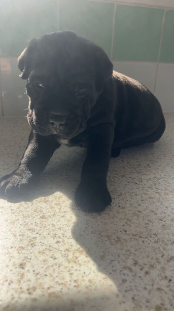 One beautiful puppy  for sale