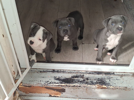 Staffordshire bull terrier puppies for sale