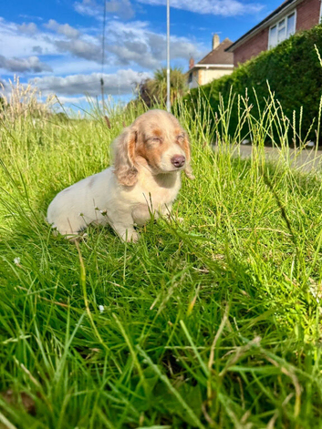 Beautiful Female Lilac Pied Long-Haired Dachshund Puppy