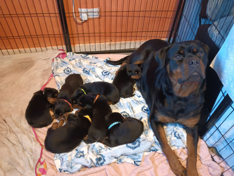 Purebred Rottweiler Puppies