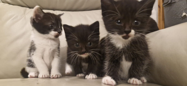Kittens looking for homes