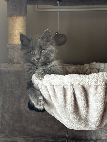 Maincoon mixed Russian blue