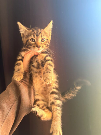 Tabby kitten