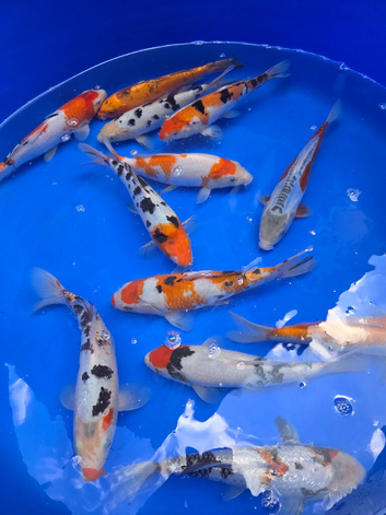 Koi carp available - bedworth cv12