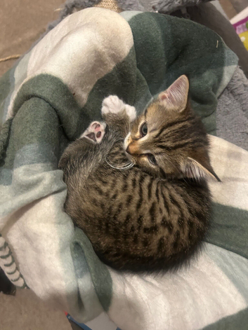 1 boy kitten 9 weeks