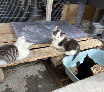 Persian cross British short hair ready now