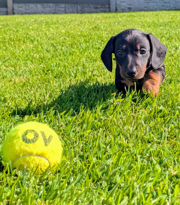Minature Dachshund