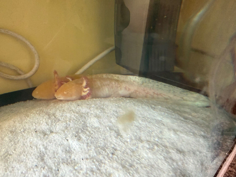 Bonded pair of Axolotls