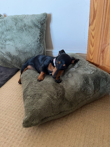 Dachshund