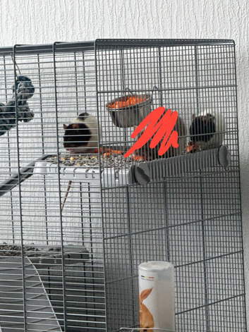Two young pet rats (male & female)