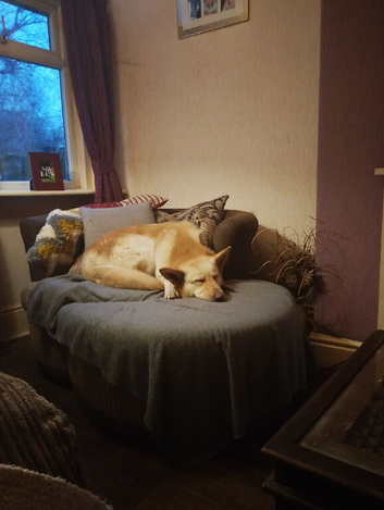 Stunning white gsd available for stud