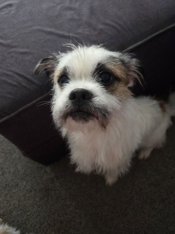 Rehoming - 2 yr old beauty