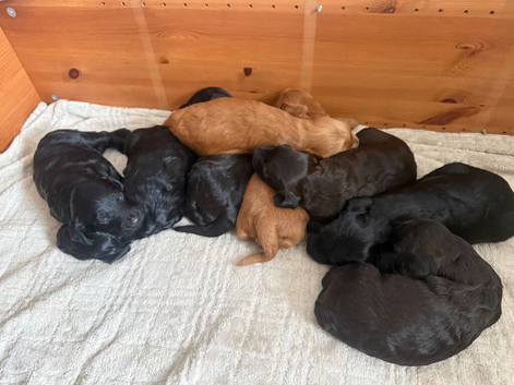 Irish doodle puppies