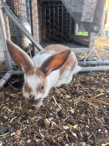 Female Rabbits