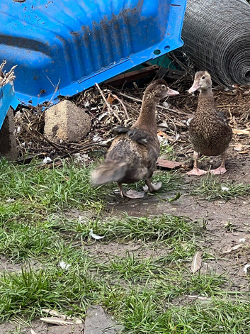 female Muscovy ducklings