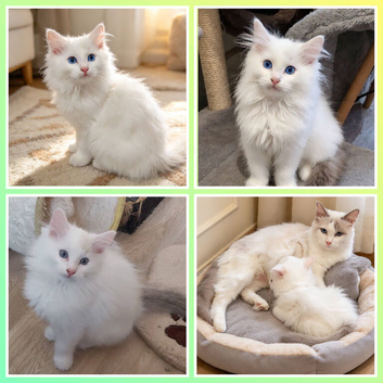 RAGDOLLS BICOLOUR BOY BLUE EYES READY NOW