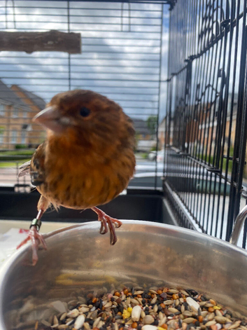 Fife cock and Spanish Timbrado hen collection only clitheroe