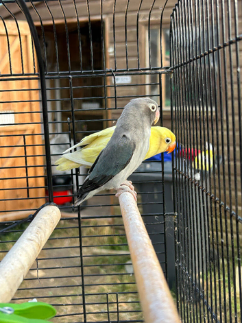 2 lovebirds for sale
