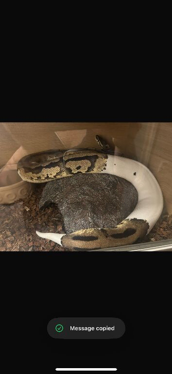 Ball python female with viv
