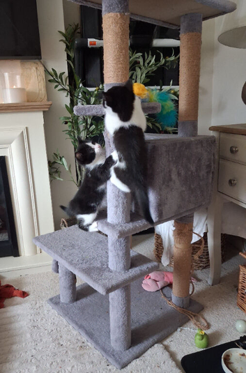 4 Beautiful Kittens British Blue x