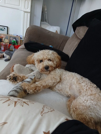 Loving Home Needed For Waffle.