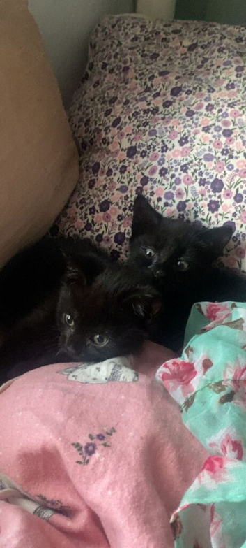 Brother and sister kittens black x2