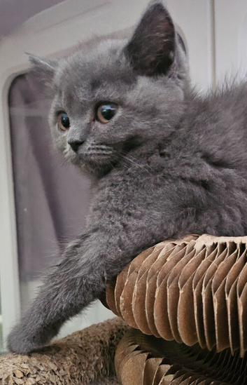 Blue and Blue Golden British shorthair