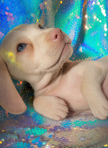 Rare Pink  puppies