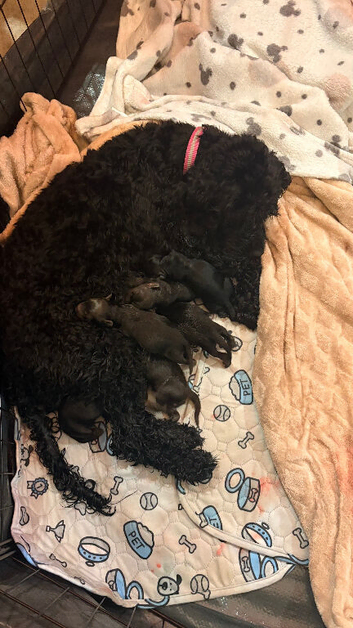 Cavapoo/ cockapoo mix puppies